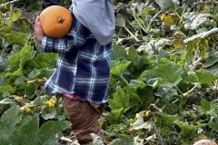 Pumpkin-Patch-Picking