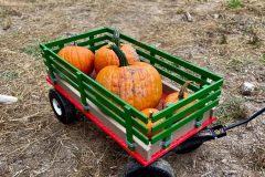 Wagon-with-pumpkins