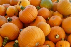 orange-pumpkins