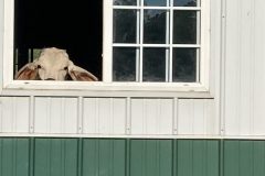 Cow-looking-out-window