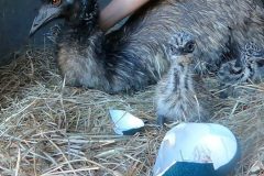 Emu-chick-hatching