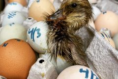 Just-hatched-duckling