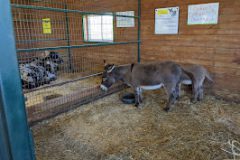 Momma-and-Baby-Donkey