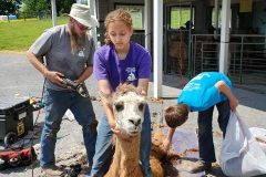 Shearing-of-Llama