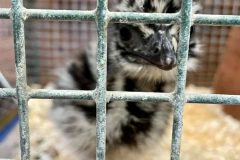 baby-emu