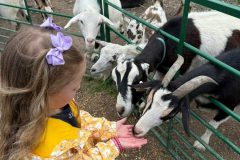 goat-feeding-3