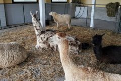 llamas-and-alpacas-in-dairy-barn