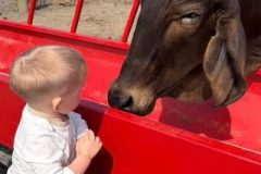 small-child-feeding-cow